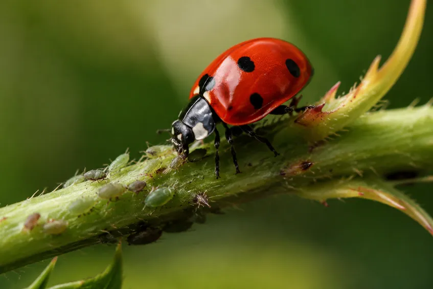 Coccinelle : ce qu&rsquo;elle mange, de la larve vorace à l&rsquo;hibernation