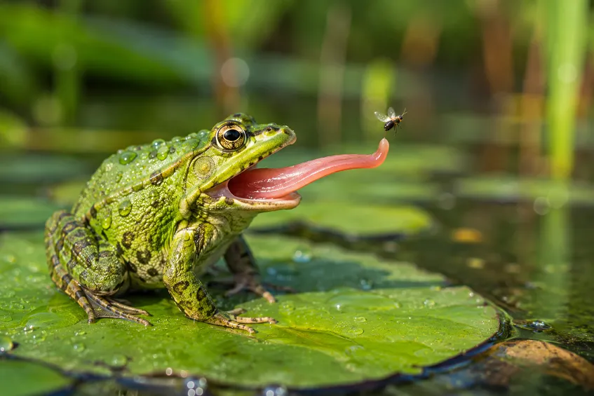 que mange une grenouille