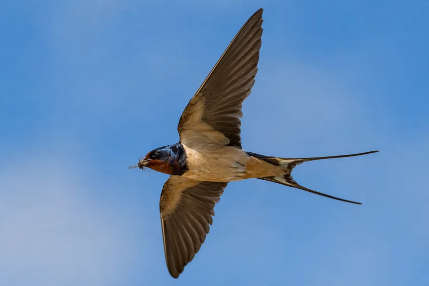 Une hirondelle rustique en vol attrape des insectes