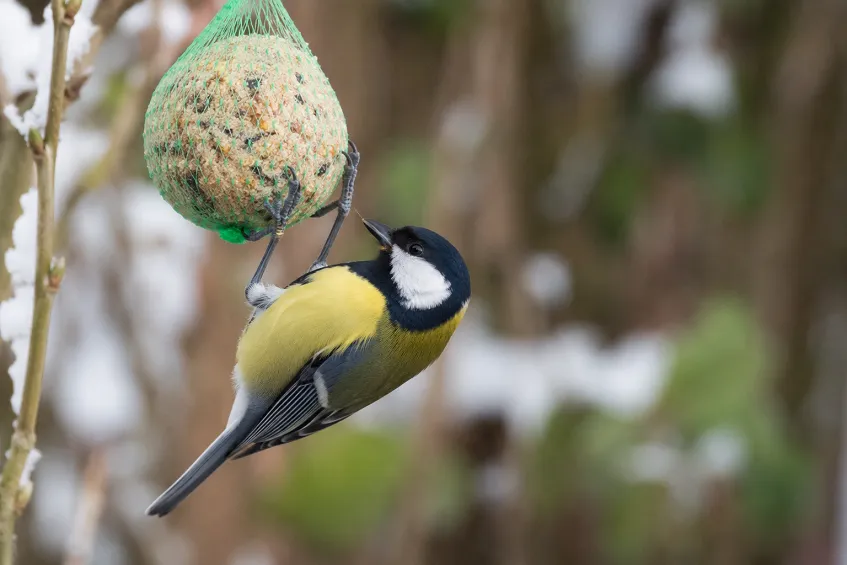 Une mésange charbonnière suspendue à une boule de graisse