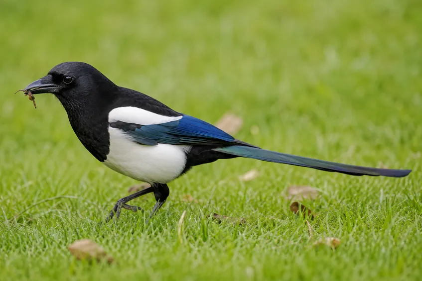 Journée contre l'abandon des animaux 2026 : guide complet pour les pros 2 Une pie bavarde cherche des insectes dans l'herbe