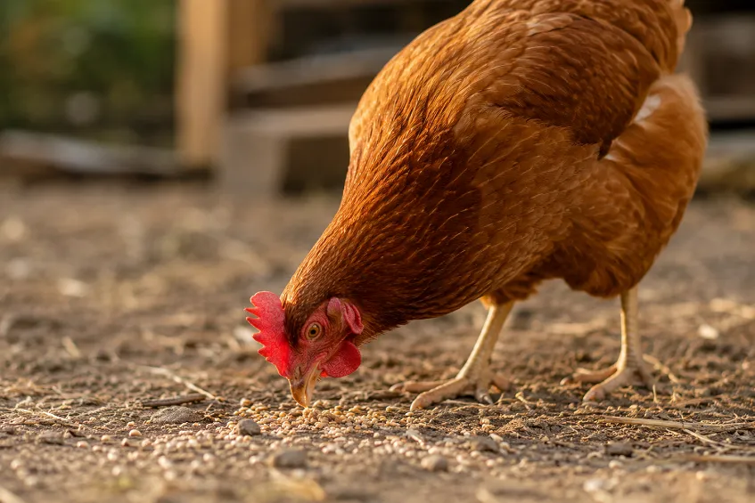 Une poule rousse picore du grain au sol