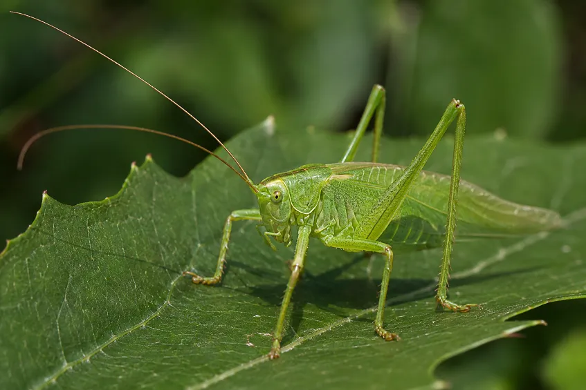 Animal en J : top 15 fiches + liste complète des 18 animaux commençant par la lettre J 4 Que mange une sauterelle : une grande sauterelle verte sur une feuille