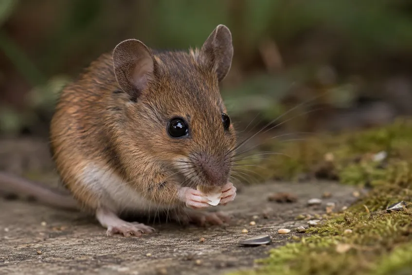 Une souris qui mange une graine