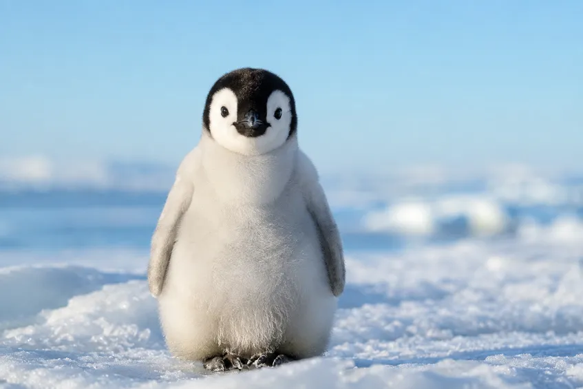 T&rsquo;choupi, c&rsquo;est quel animal ?