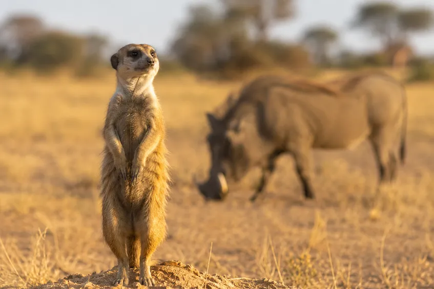 Timon (Le Roi Lion), c'est quel animal ?