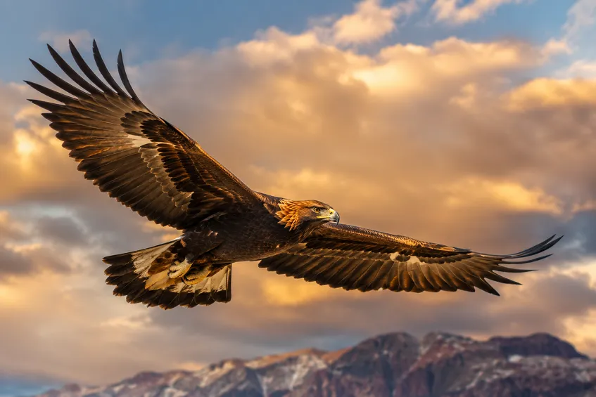 Un aigle majestueux en plein vol