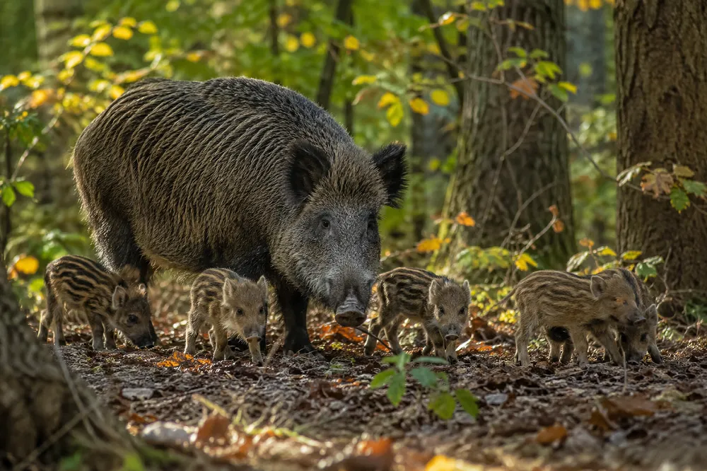 Une laie et ses marcassins en forêt, illustrant le poids du sanglier