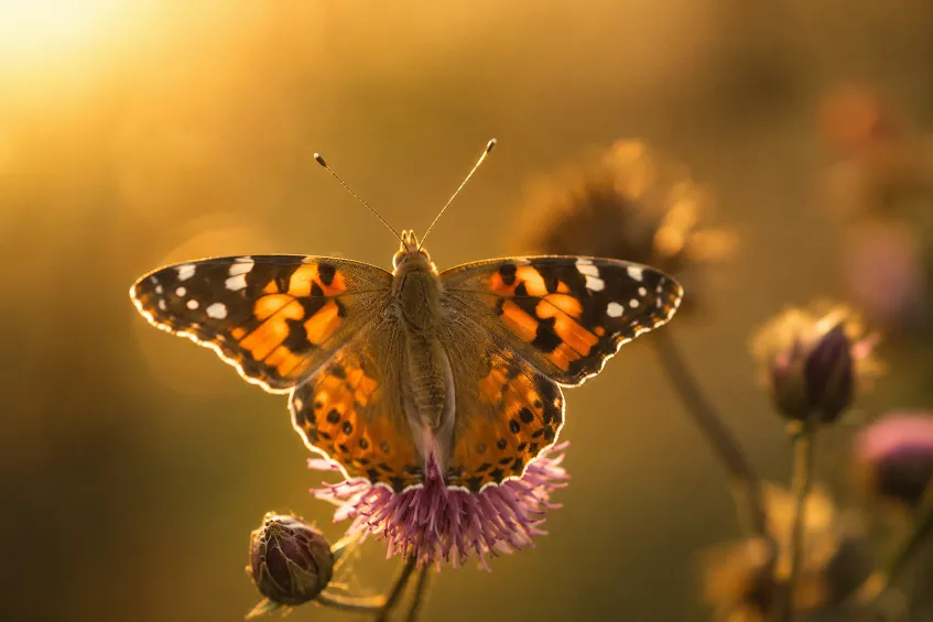Référencer son site internet : guide SEO complet 2026 2 La symbolique du papillon : signification et transformation