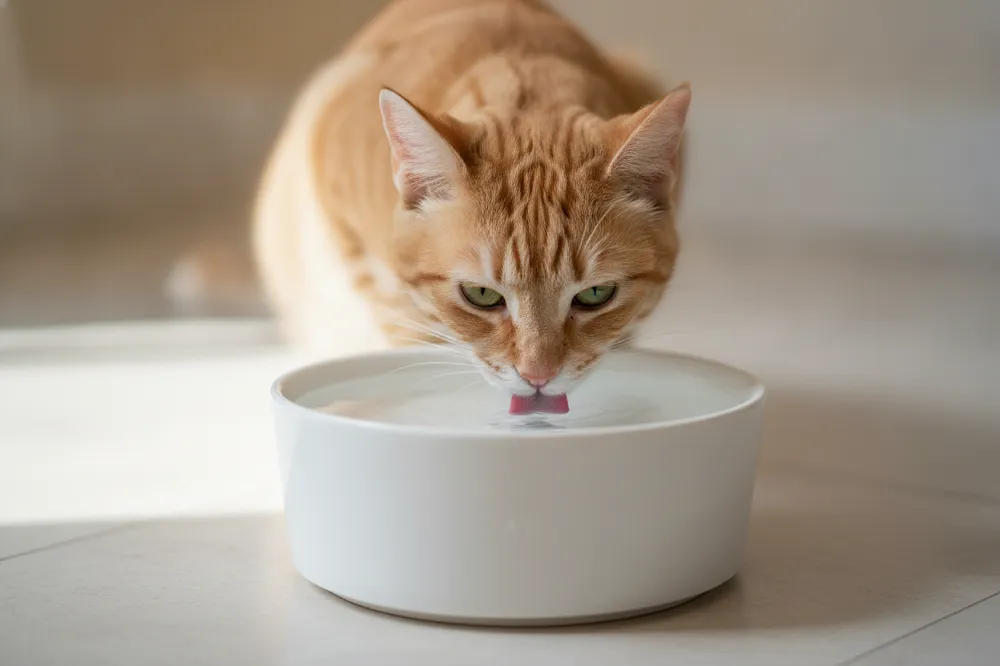 Chat buvant à une fontaine à eau, le geste préventif qui limite les troubles rénaux et urinaires