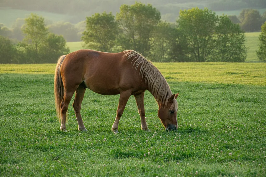 Cheval broutant tête basse dans un pré, encolure détendue en position naturelle de pâturage.
