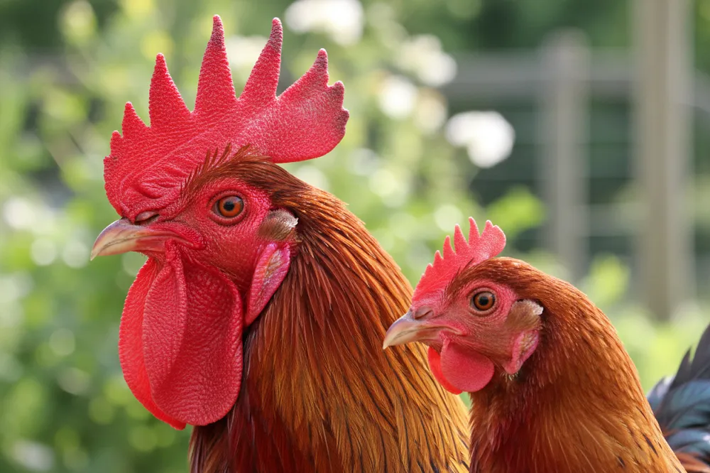 Différence poule et poulet : la tête d'un coq à côté de celle d'une poule, toutes deux de profil, la crête et les barbillons du coq nettement plus développés et d'un rouge plus vif.