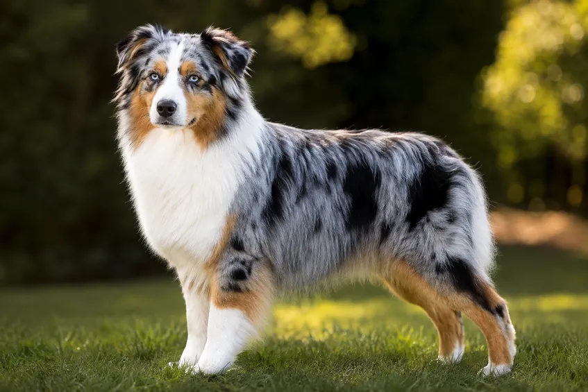 Berger Australien bleu merle en exposition