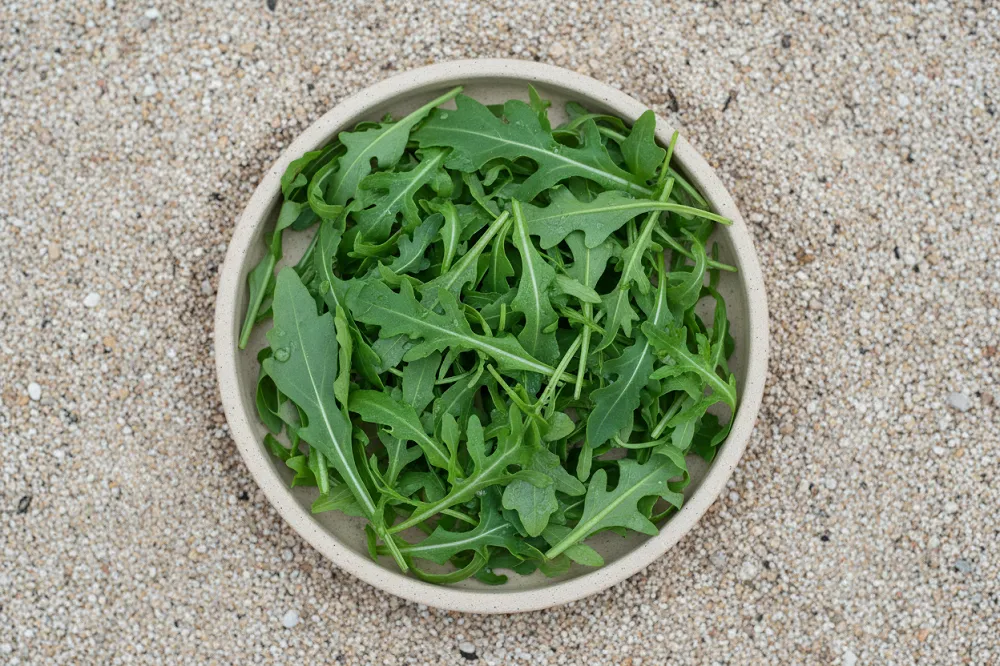Nourriture pogona : feuilles de roquette entières et dentelées dans une coupelle posée sur le substrat.