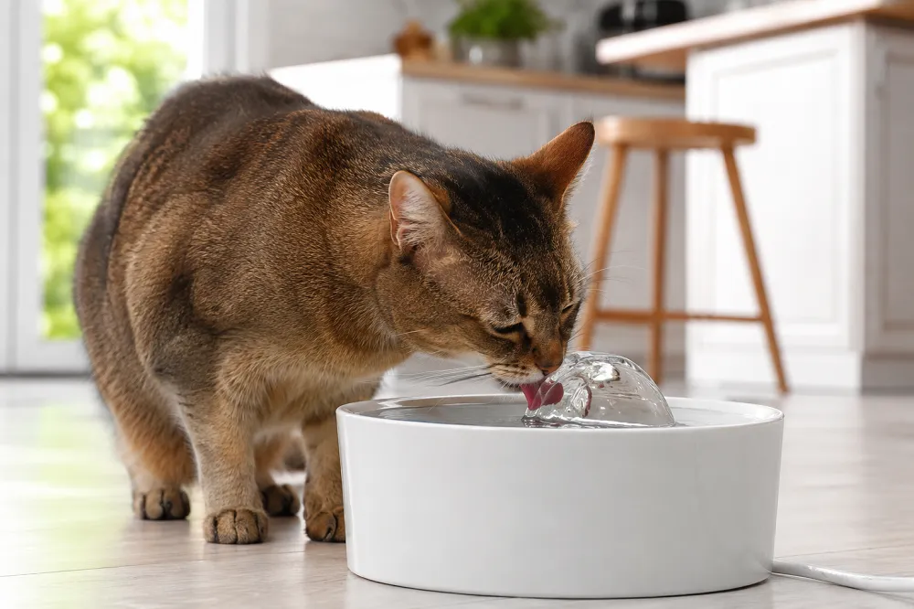 Mon chat boit beaucoup d'eau : est-ce grave ? 1 Fontaine à eau pour inciter un chat à boire