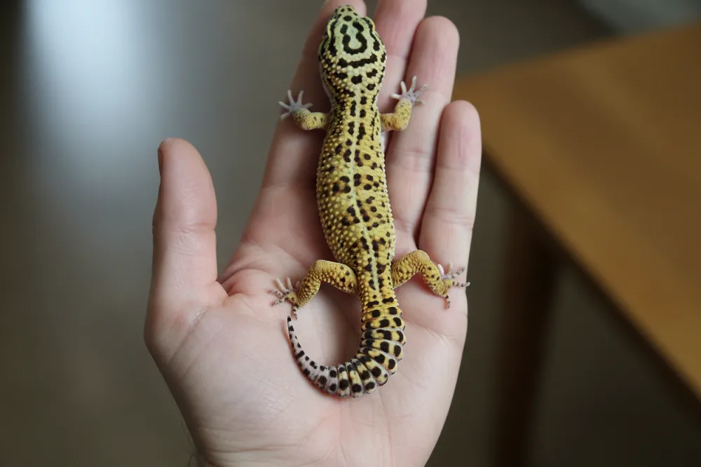 Gecko léopard posé à plat sur une main ouverte, soutenu sous le corps.