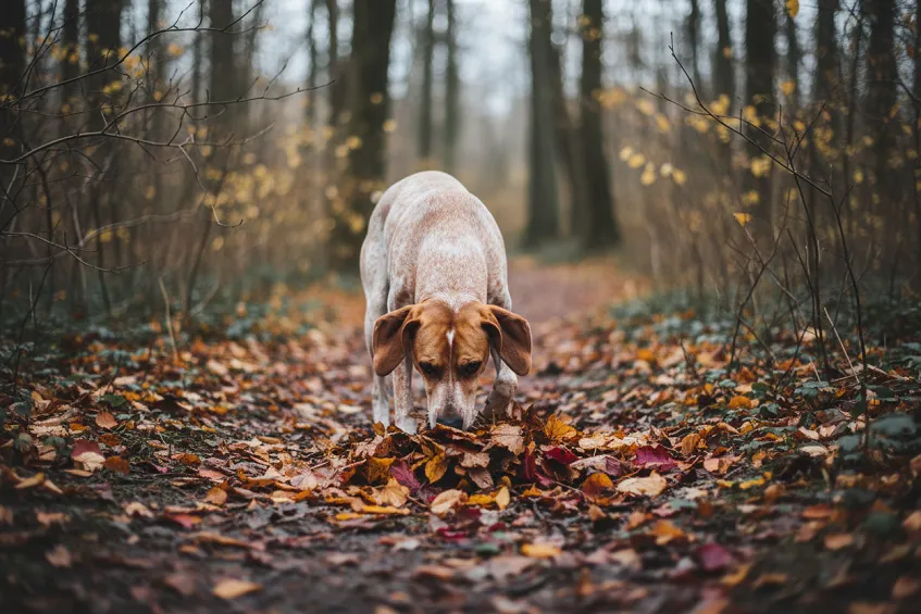 Perruche n'est pas le nom d'une espèce 4 Chien reniflant le sol dans un sous-bois d'automne, comportement de charognard en promenade