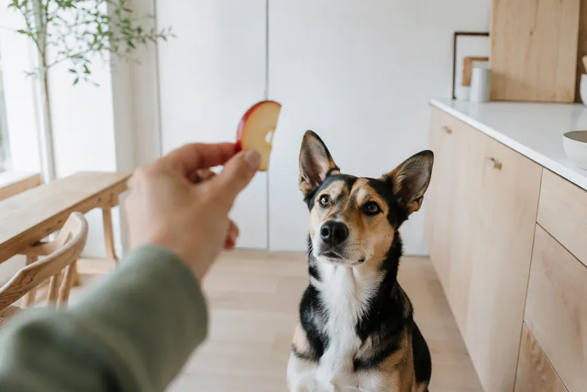 Chien assis levant les yeux vers une tranche de pomme tendue à la main dans une cuisine claire