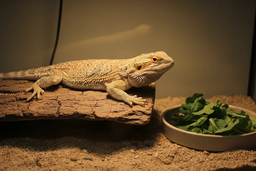 Pogona : lézard beige et orangé posé sur une branche plate sous son éclairage.