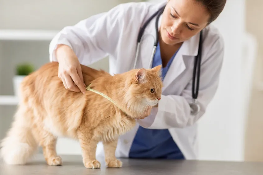 Vérifier si son chat est en surpoids