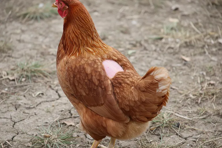 Poule brune vue de dessus avec une zone dégarnie sur le dos, peau saine et plumage intact autour.