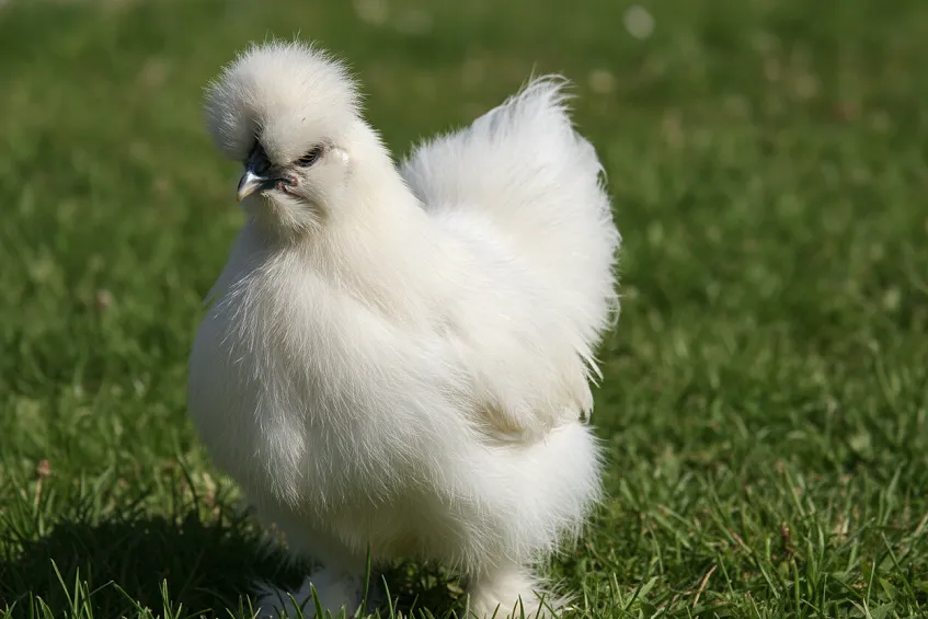 oule de soie blanche debout sur l'herbe, son plumage nettement duveteux et filamenteux plutôt que lisse, avec sa huppe bien visible.