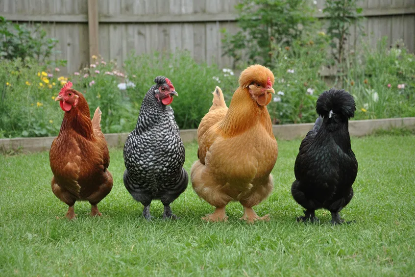 Race de poule pondeuse : quatre poules de races nettement différentes réunies sur l'herbe d'un jardin, tailles et plumages visiblement distincts.