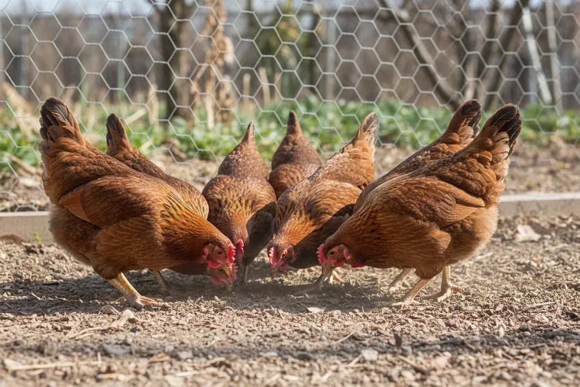 Exposition canine de Martigues 2026 : deux expositions à La Halle 1 Petit groupe de poules brunes grattant un sol sec et meuble dans un enclos de jardin.