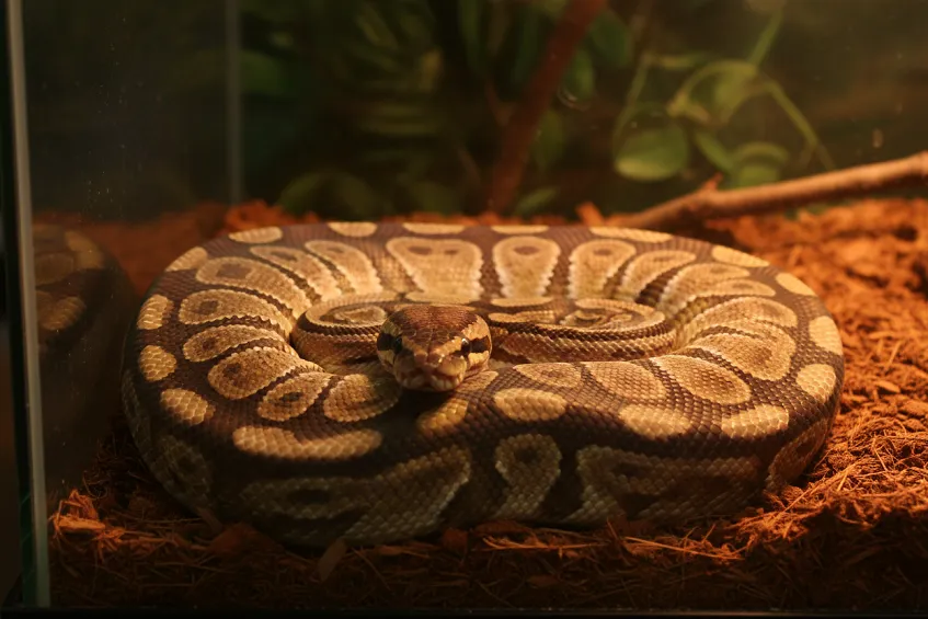 Python royal aux motifs bruns et beiges lové sur le substrat de son terrarium.