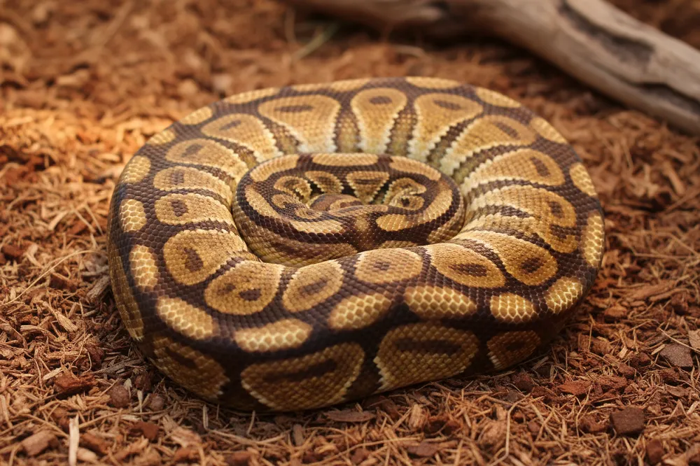Python royal : serpent brun et beige aux motifs contrastés, lové en boule sur le substrat.