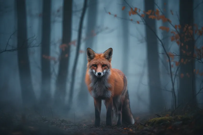 Renard immobile dans un sous-bois brumeux au crépuscule, regard tourné vers l'objectif.