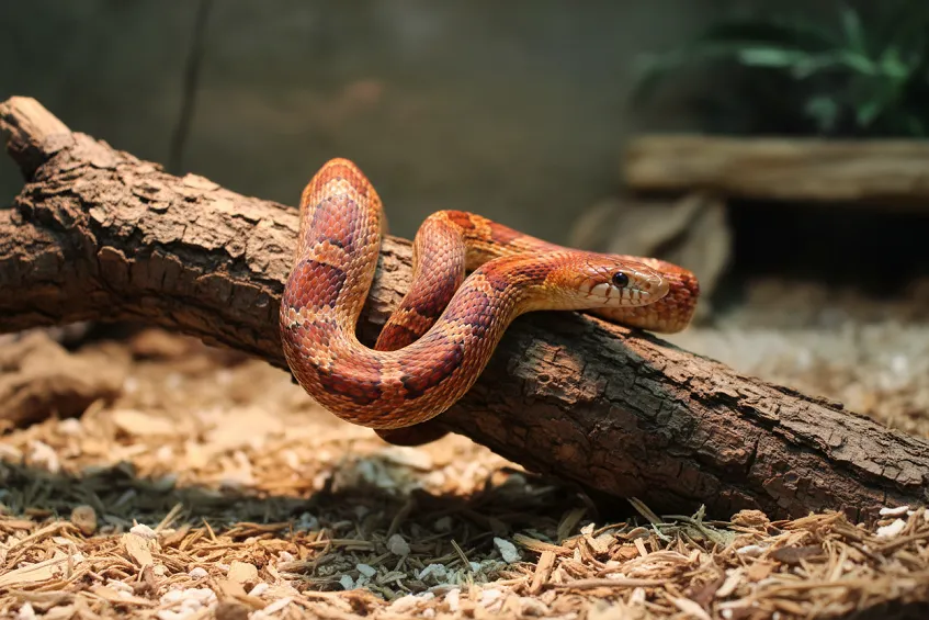Serpent des blés : serpent orangé aux motifs contrastés lové sur une branche dans son terrarium.