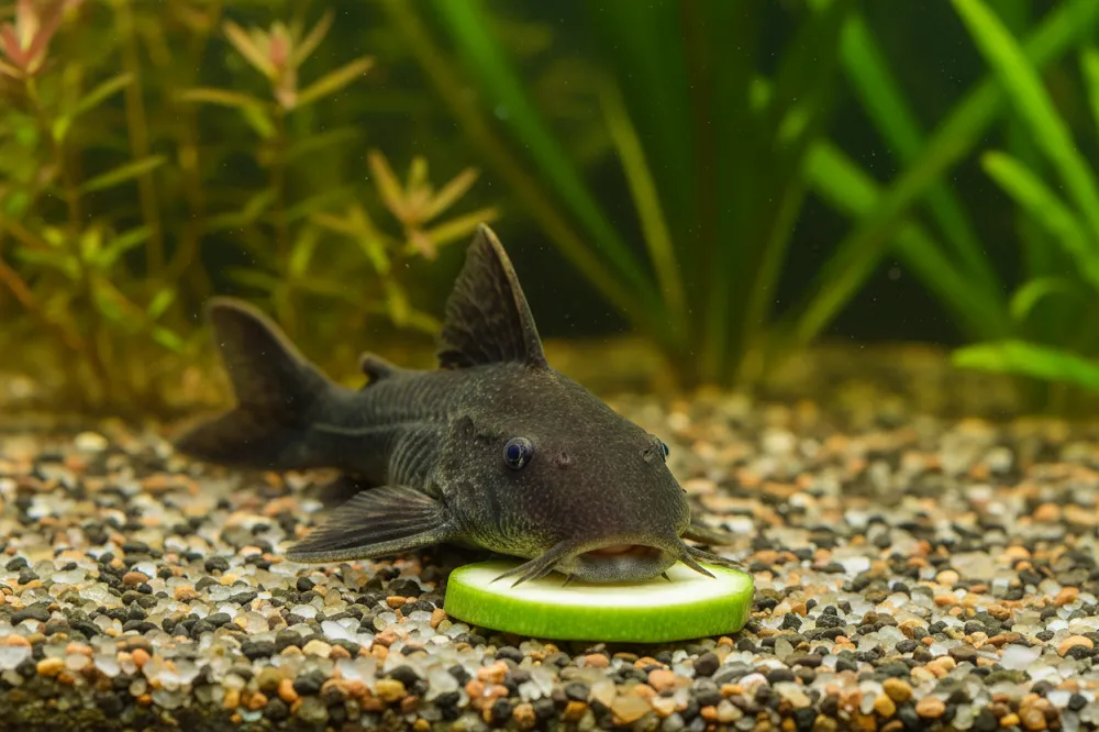 Ancistrus posé au fond d'un aquarium sur une rondelle de courgette, en train de la brouter.