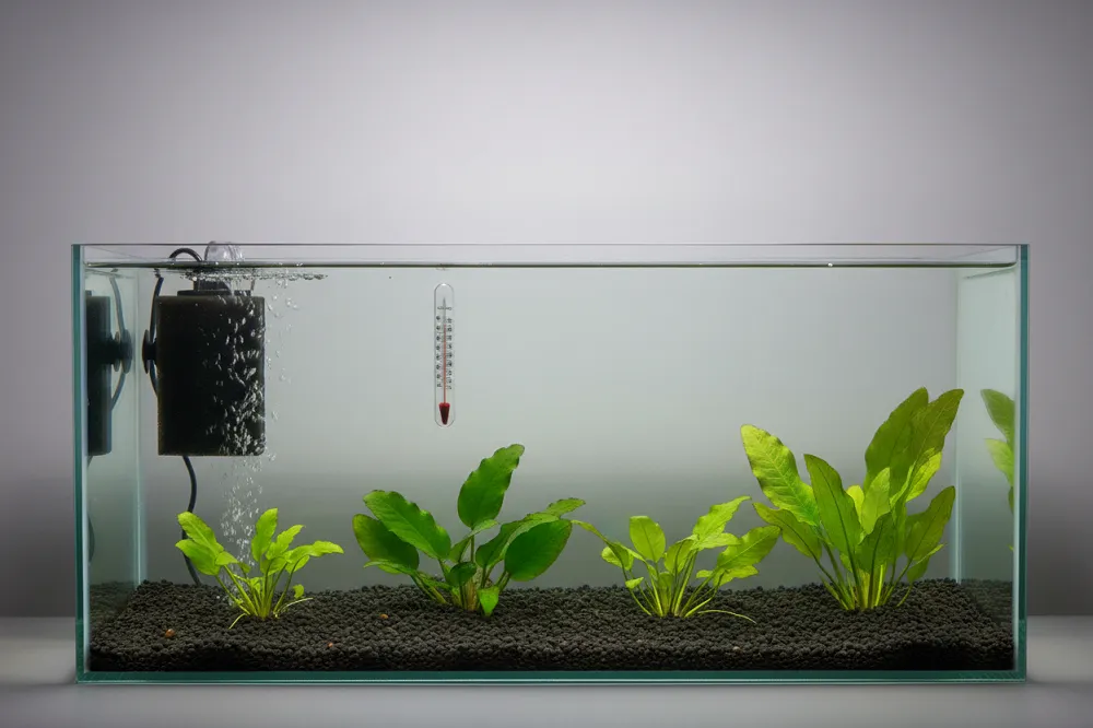 Chauffage et filtre d'un aquarium combattant, avec thermomètre collé sur la vitre.