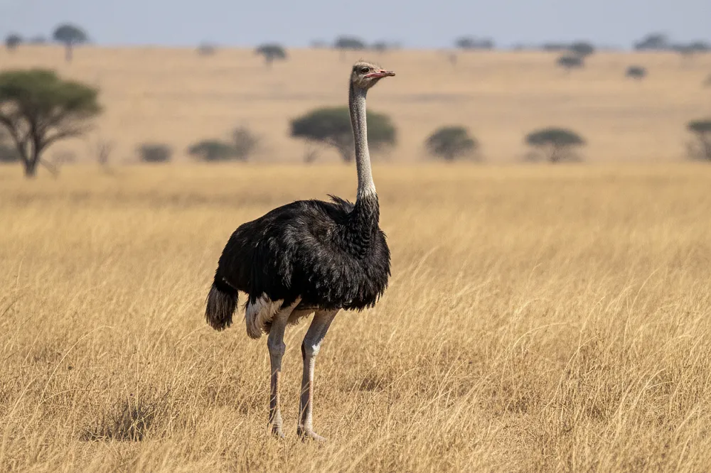 Autruche debout dans la savane, tête haute et cou dressé, regardant au loin.