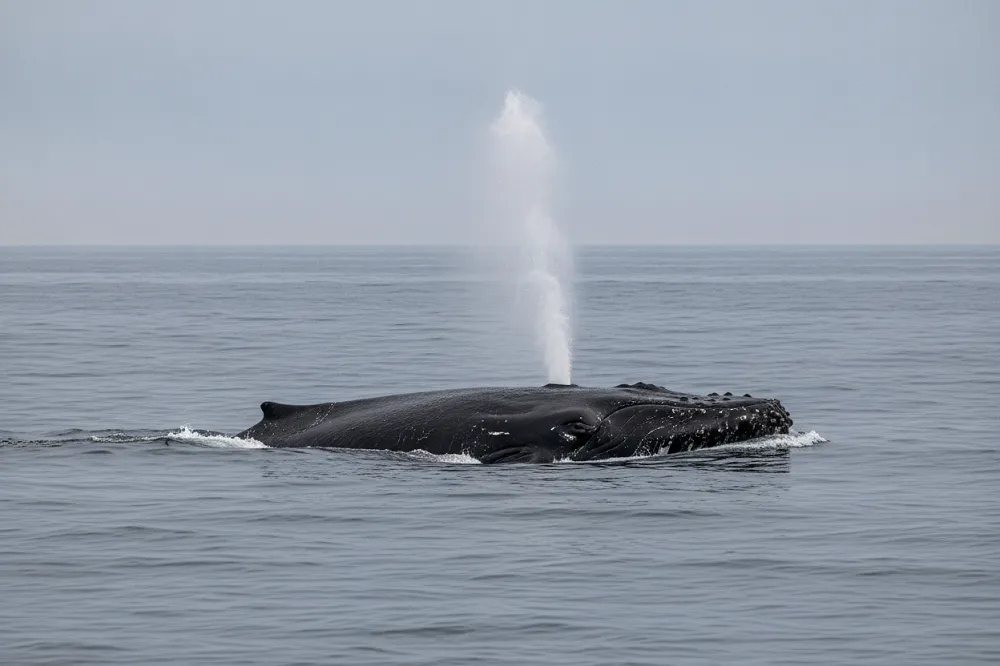 Baleine remontant à la surface de l'océan, dos émergé et souffle projeté au-dessus de l'eau.