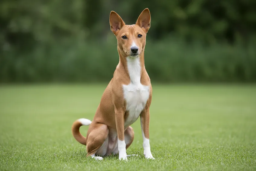 Basenji rouge et blanc assis, front plissé et oreilles dressées, regard attentif.