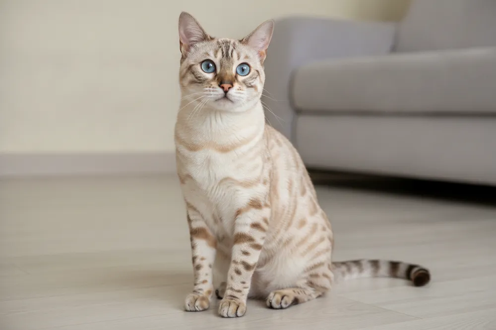 Bengal snow au fond crème, celui que l'on appelle à tort bengal blanc.