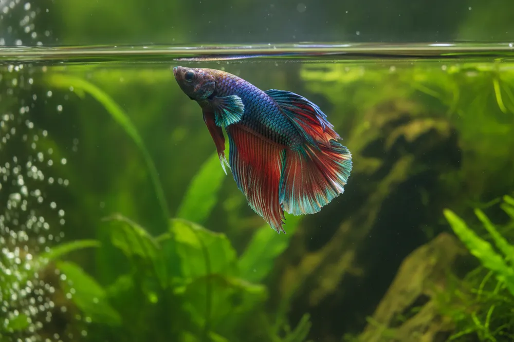 Poisson combattant remontant vers la surface de l'eau pour prendre l'air, vu de profil.