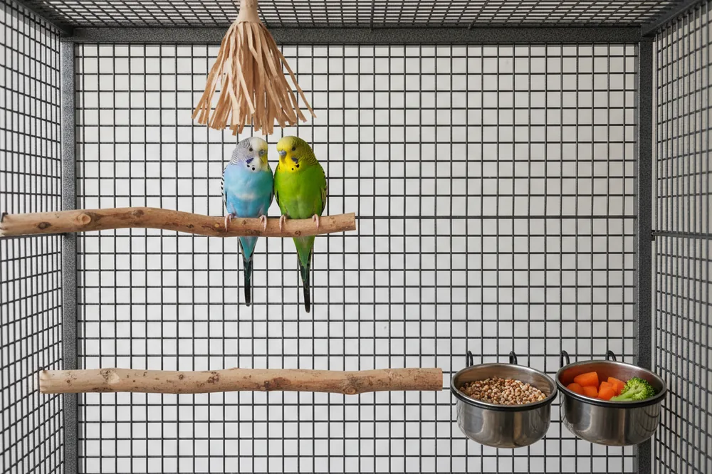 Cage perruche rectangulaire plus large que haute, avec perchoirs en bois naturel, mangeoires en inox et deux perruches ondulées.