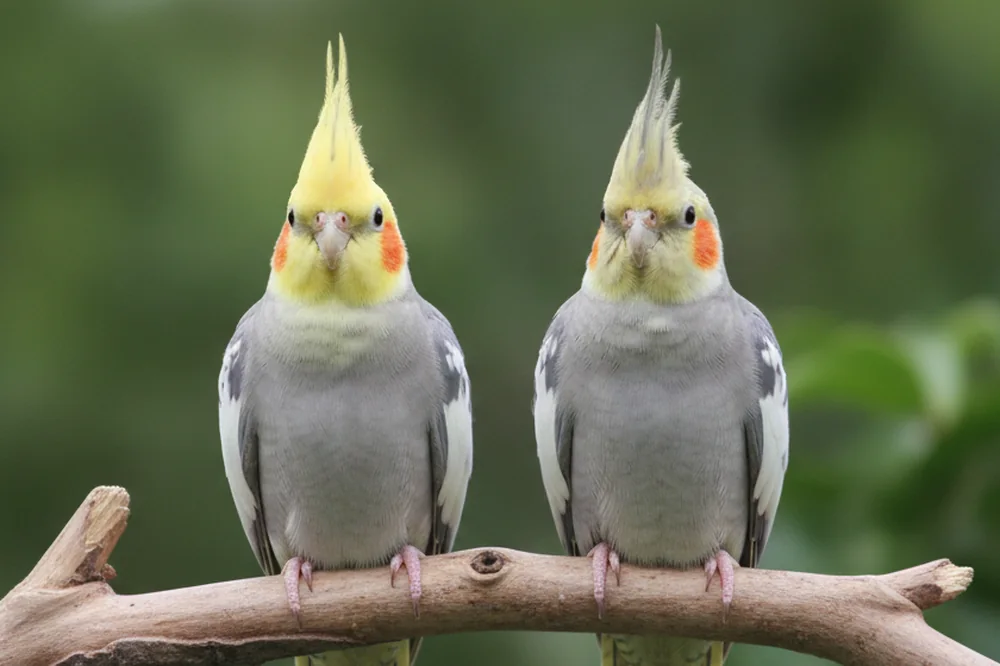 Calopsitte mâle ou femelle : un mâle à la face jaune vif à côté d'une femelle à la face plus grise, sur une branche.