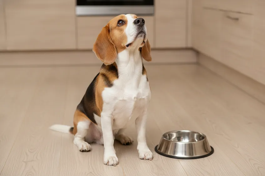 Beagle assis dans une cuisine, le regard levé vers le plan de travail, à côté d’une gamelle vide.