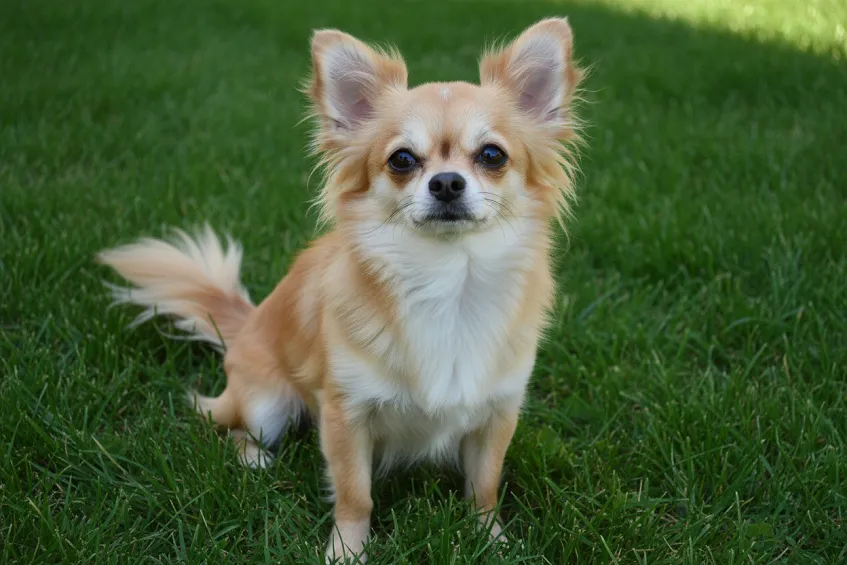 Chihuahua à poil long assis dans l'herbe, oreilles dressées et regard vif.