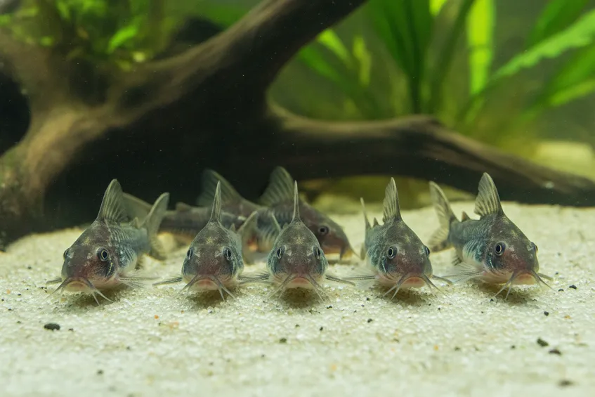 Groupe de six corydoras posés sur un sol de sable fin en aquarium planté