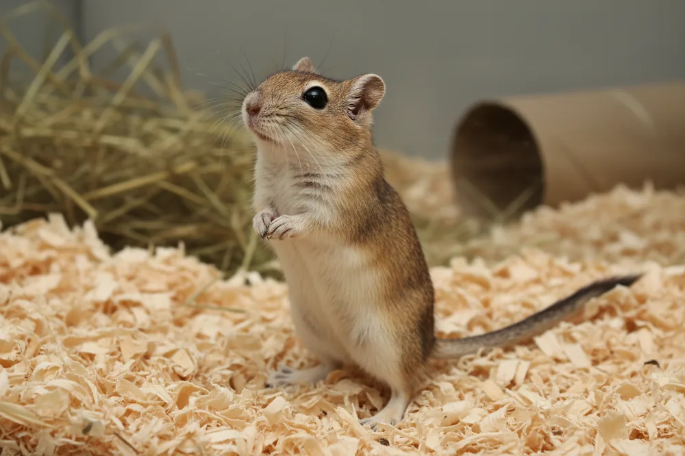 Gerbille dressée sur ses pattes arrière dans une litière profonde, queue poilue posée au sol.