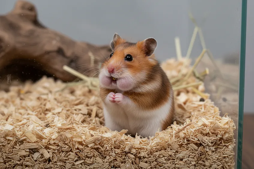Hamster doré aux abajoues pleines sur une litière épaisse
