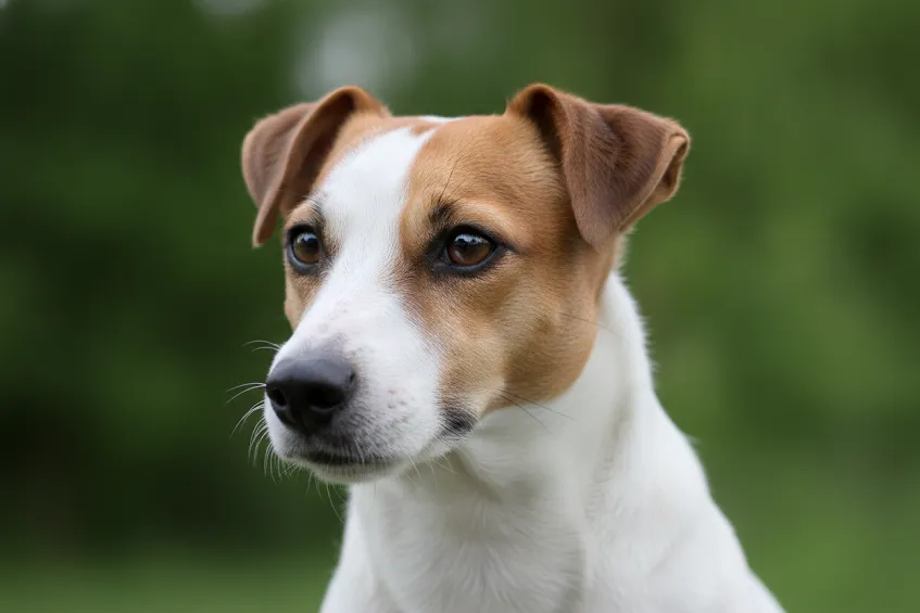 Portrait d'un jack russell terrier, oreilles en avant et regard intense
