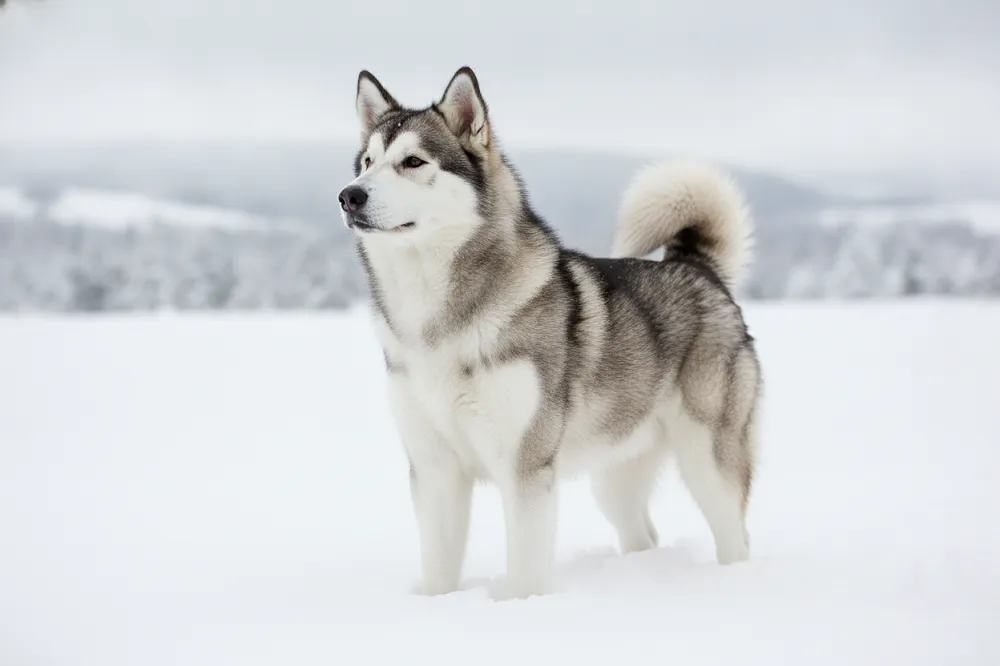 Malamute de l'Alaska debout dans la neige, poitrail large et pelage épais bien visibles.