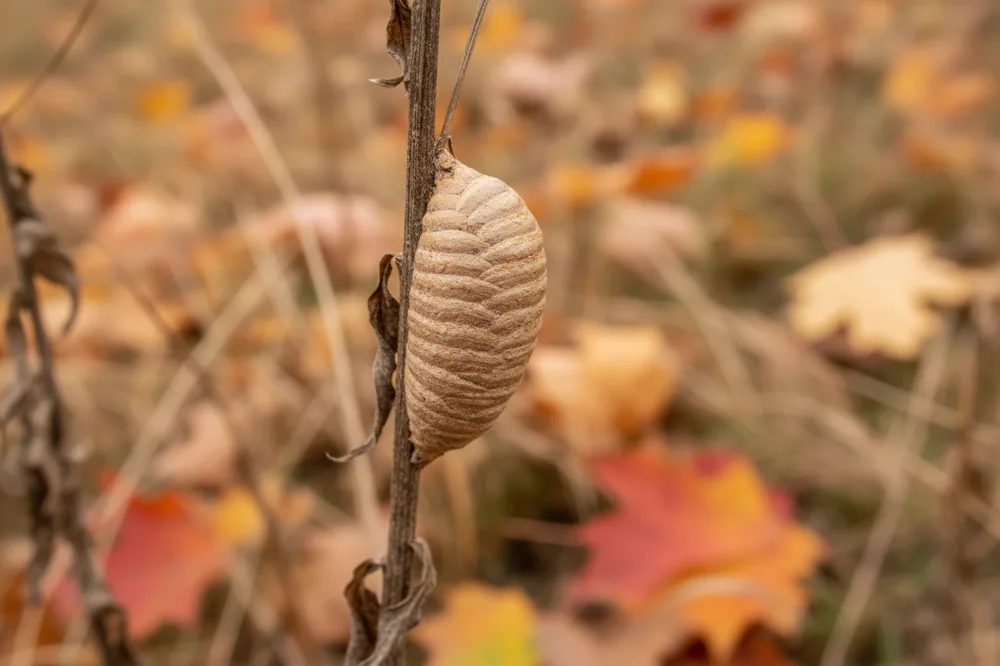 Oothèque de mante religieuse beige fixée sur une tige sèche, en automne.