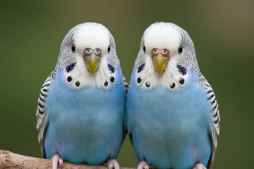 Perruche ondulée mâle à la cire bleue à côté d'une femelle à la cire beige, vues de face.